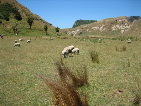 2017-NZ-195.JPG.jpg