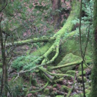 yakushima2016-02