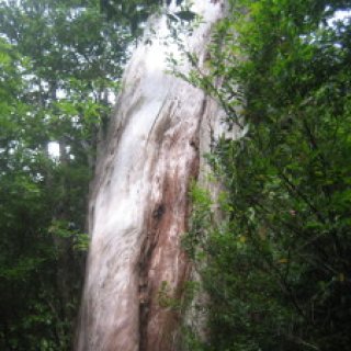 yakushima2016-20