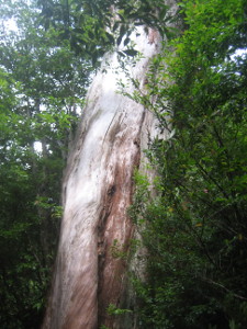 yakushima2016-20.JPG.jpg