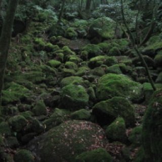 yakushima2016-21