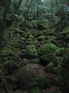 yakushima2016-21.JPG.jpg