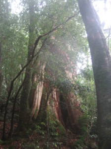 yakushima2016-22.JPG.jpg