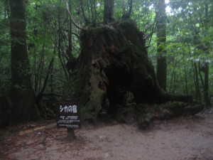 yakushima2016-23.JPG.jpg