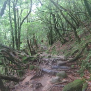 yakushima2016-24