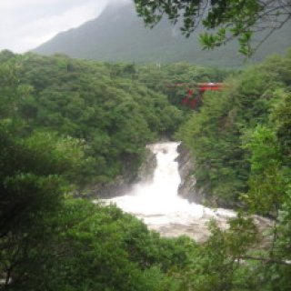 yakushima2016-37.