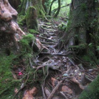 yakushima2016-40.