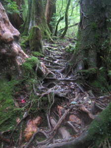 yakushima2016-40..JPG.jpg