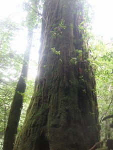 yakushima2016-41..JPG.jpg