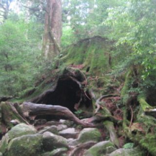 yakushima2016-47.