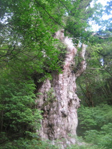 yakushima2016-49..JPG.jpg