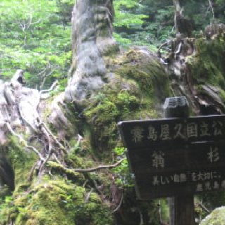 yakushima2016-50.