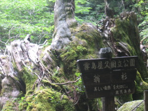 yakushima2016-50..JPG.jpg