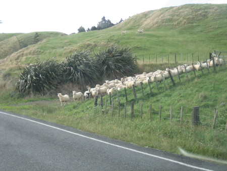 nz2017-2-009.JPG.jpg