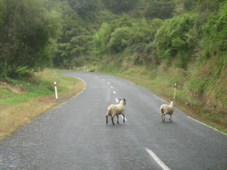 nz2017-2-344.JPG.jpg