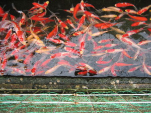 2007.kyoto-07.JPG