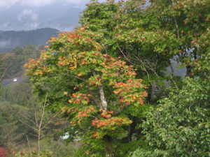 2011-takachiho-04.jpg