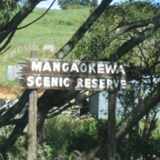 Mangaokewa-Scenic-Reserve-01
