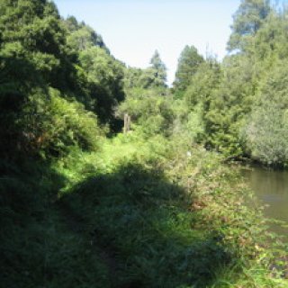 Mangaokewa-Scenic-Reserve-Riverside-Walk-02