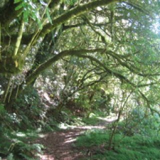 Mangaokewa-Scenic-Reserve-Riverside-Walk-06