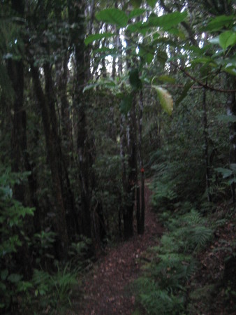 pukethi-forest2-031.JPG