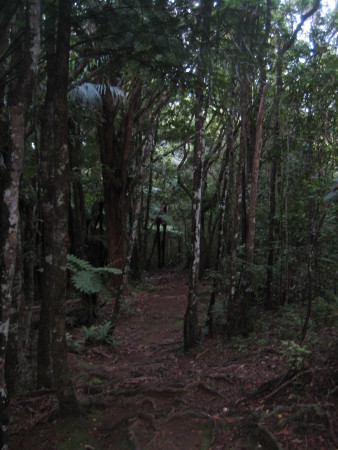 pukethi-forest2-033.JPG