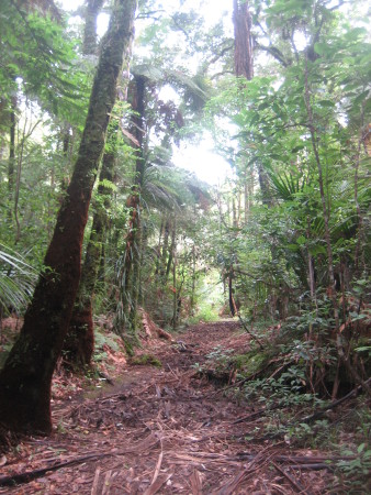 pukethi-forest2-060.JPG
