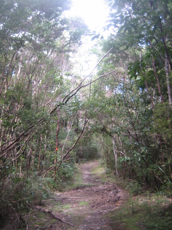 pukethi-forest2-092.JPG