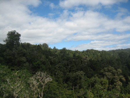 pukethi-forest2-095.JPG