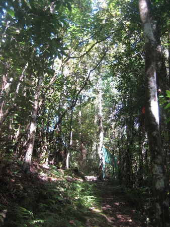 pukethi-forest2-097.JPG