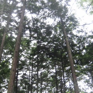 seijinja-2018-031