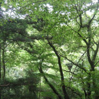 seijinja-2018-051