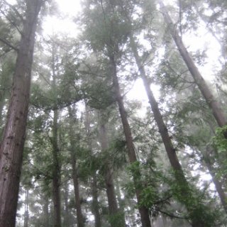 seijinja-2018-079