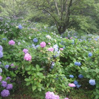 seijinja-2018-107