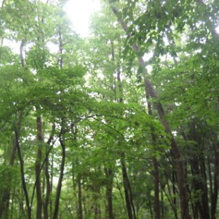 seijinja-2018-121