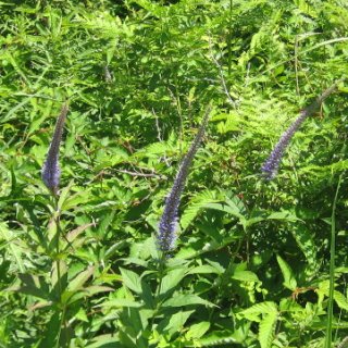 akagiyama-2018-030
