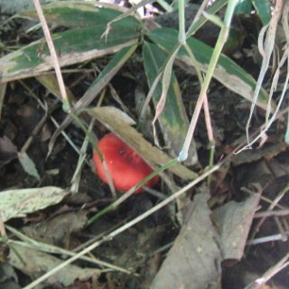 akagiyama-2018-048