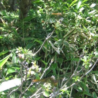 akagiyama-2018-065