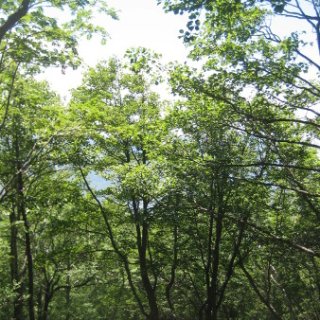 akagiyama-2018-085