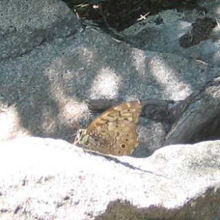 akagiyama-2018-101