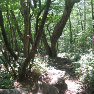 akagiyama-2018-102