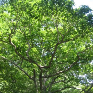 akagiyama-2018-107