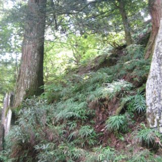 mitumine-shrine-2018-026