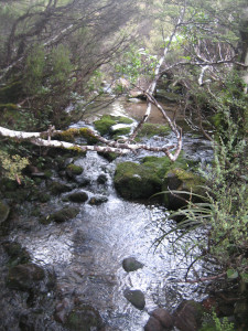 taranaki-falls-track-03.JPG