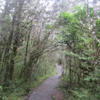 taranaki-falls-track-07