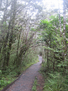 taranaki-falls-track-07.JPG