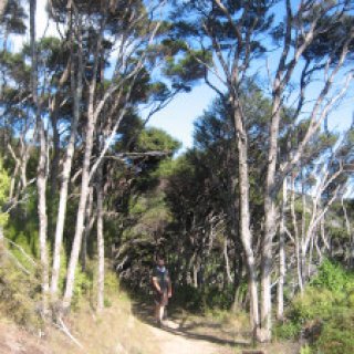 coromandel-coastal-walkway-04