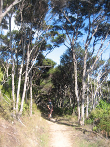 coromandel-coastal-walkway-04.JPG