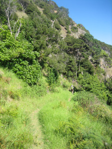 coromandel-coastal-walkway-05.JPG