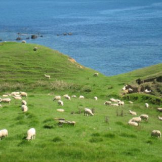 coromandel-coastal-walkway-06